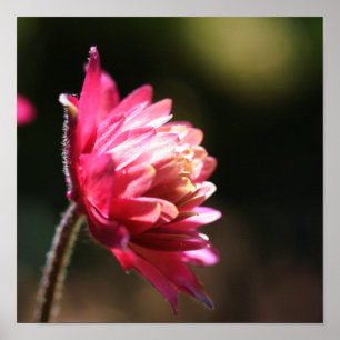 Red Flower In Sunlight Close Up Poster
