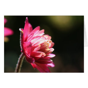 Red Flower In Sunlight Flower Photography Card