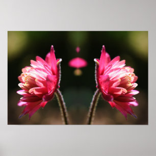 Red Flower In Sunlight Mirror Abstract Poster
