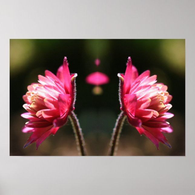 Red Flower In Sunlight Mirror Abstract Poster (Front)