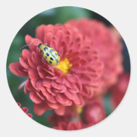 Red Flower Nature Photography Beetle Insect Bug