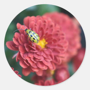 Red Flower Nature Photography Beetle Insect Bug Classic Round Sticker