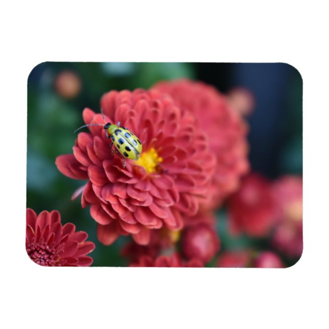 Red Flower Nature Photography Beetle Insect Bug Magnet (Horizontal)