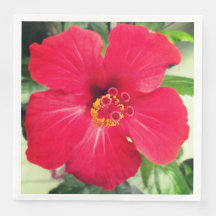 Red Flower of Hibiscus Rosa-sinensis