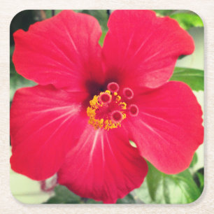 Red Flower of Hibiscus Rosa-sinensis Square Paper Coaster