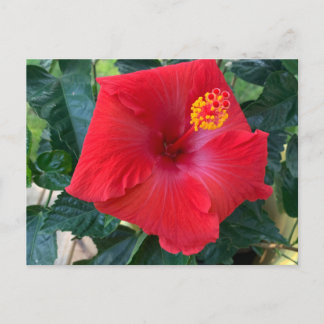 Red Flower Postcard