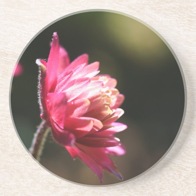 Red Flower Sunlight Floral Coaster (Front)