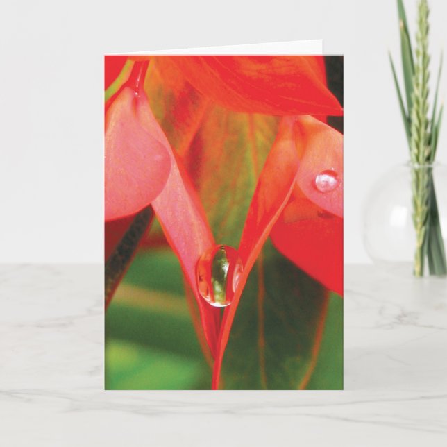 Red Flower With Dew Sensual Nature Card (Front)