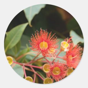 Red flowering gum (Corymbia ficifolia) Classic Round Sticker