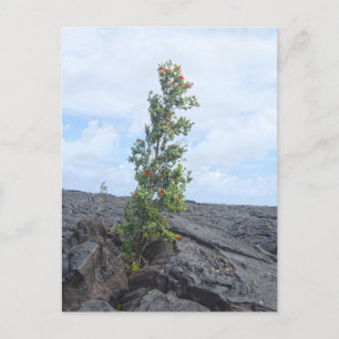 Red Flowering Ohia Tree Growing in Lava Field Postcard