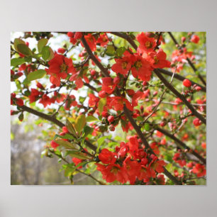 Red Flowering Quince Spring Flower Blossoms Poster