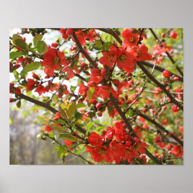 Red Flowering Quince Spring Flower Blossoms  Poster (Front)