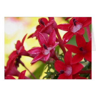 Red Flowers
