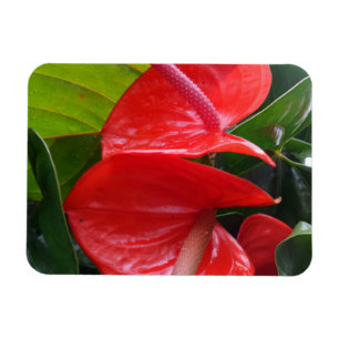 Red Flowers 3"x4" Magnet