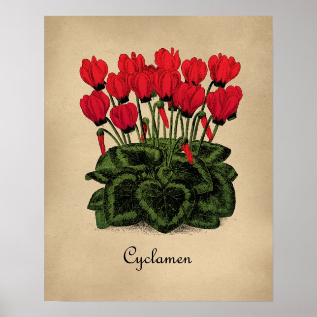 Red Flowers Botanical Poster - Vintage Cyclamen (Front)