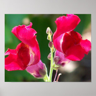 Red Flowers In Sunlight Poster