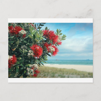 Red flowers paradise beach New Zealand summer Postcard