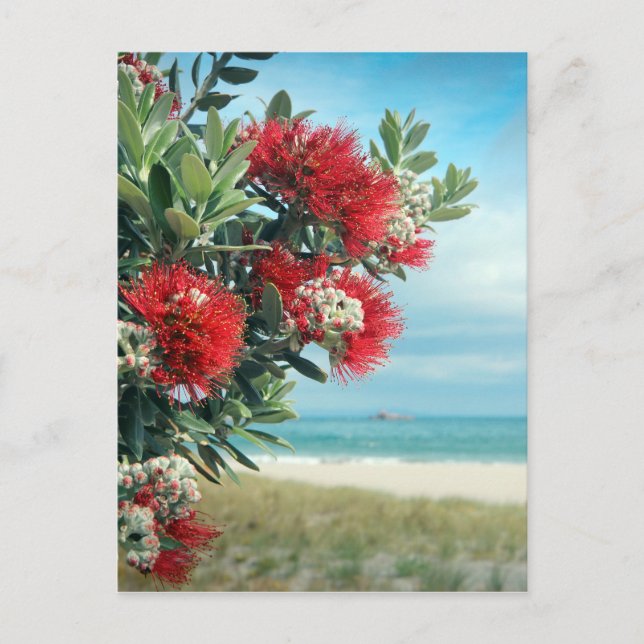 Red flowers paradise beach New Zealand summer Postcard (Front)