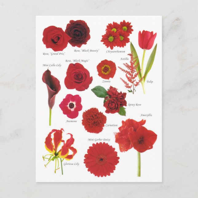 Red Flowers Postcard (Front)