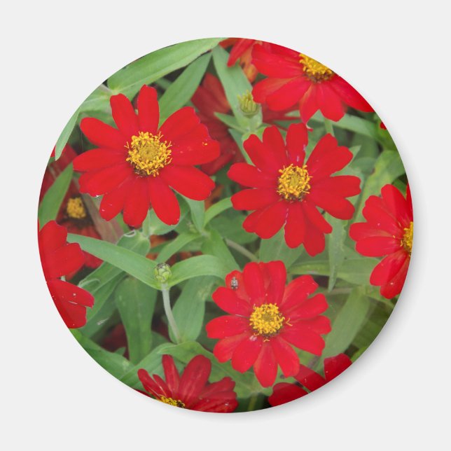 Red flowers with Yellow Centers magnet (Front)