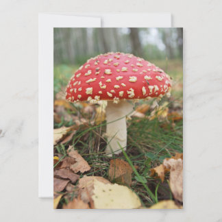 Red Fly Agaric Invitation