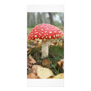 Red Fly Agaric Rack Card