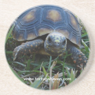 Red-Foot Tortoise Coaster