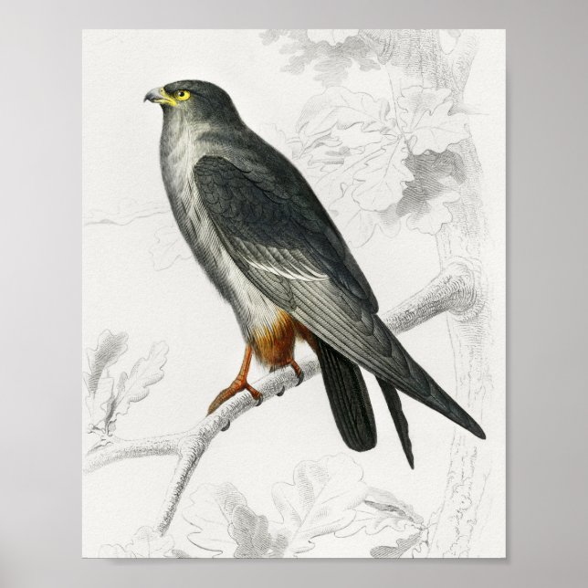 Red-footed Falcon Illustration Vintage Art Print (Front)