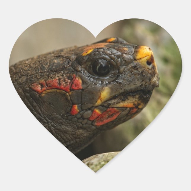 Red-Footed Tortoise Heart Sticker (Front)