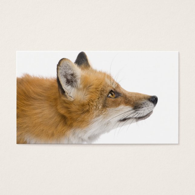 Red fox (Front)