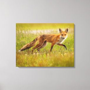 Red Fox Adult Canvas Print