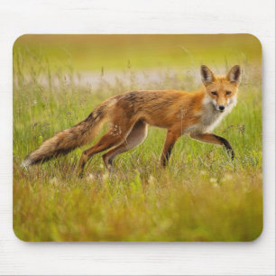 Red Fox Adult Mouse Mat