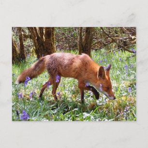 Red Fox Among Bluebells Woodland Spring Holiday Postcard