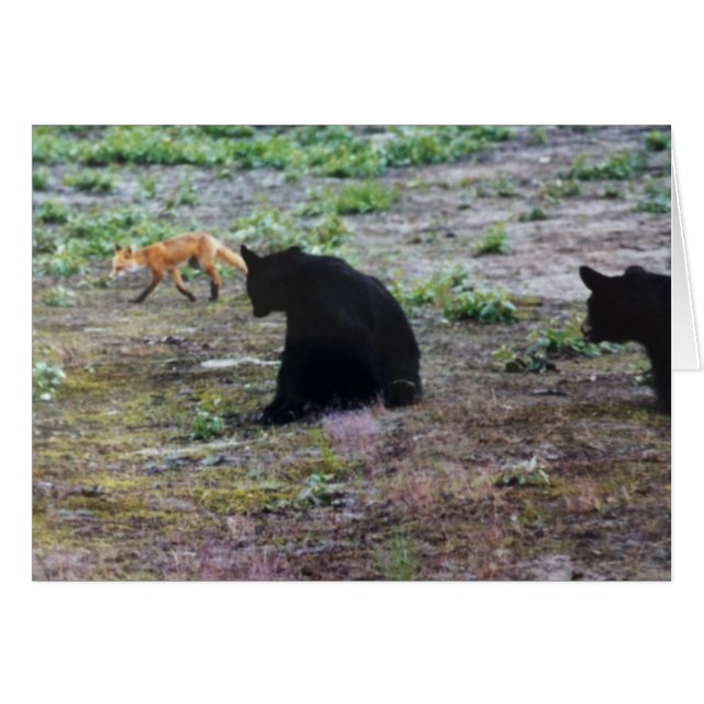 Red Fox and Black Bears in Alaska (Front Horizontal)