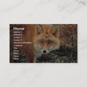 Red Fox at Cape Newenham Business Card