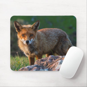 Red Fox at Sunset, Australia, Wildlife Photo Mouse Mat
