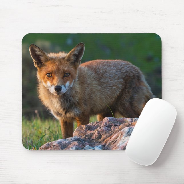 Red Fox at Sunset, Australia, Wildlife Photo Mouse Mat (With Mouse)