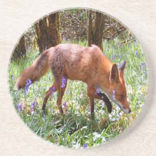 Red Fox Bluebell Woodland Flowers Nature Coaster