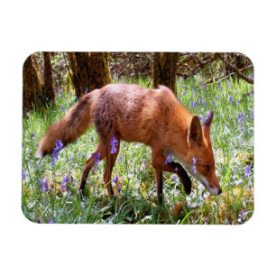 Red Fox Bluebell Woodland Nature Lover Gift Fridge Magnet
