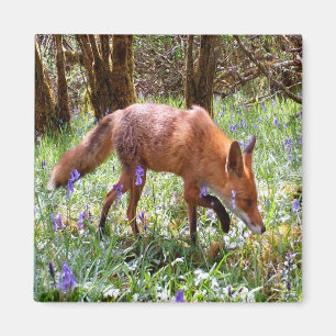 Red Fox Bluebell Woodland Nature Lover Gift Fridge Magnet