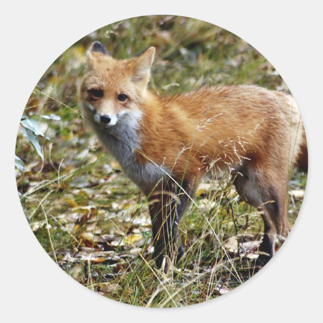 Red Fox Classic Round Sticker (Front)