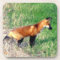 Red Fox Coasters