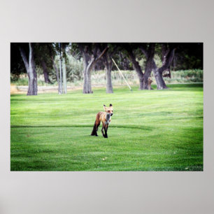 red fox colour photography poster print