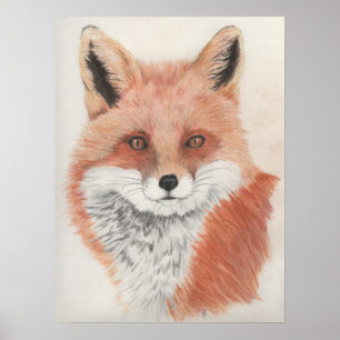 Red Fox Coloured Pencil Drawing Print