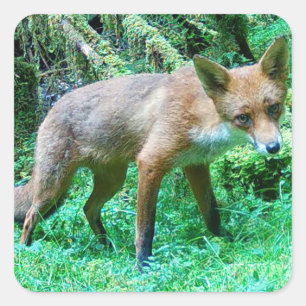 Red Fox Cub Cute Forest Wildlife Woodland Art  Square Sticker