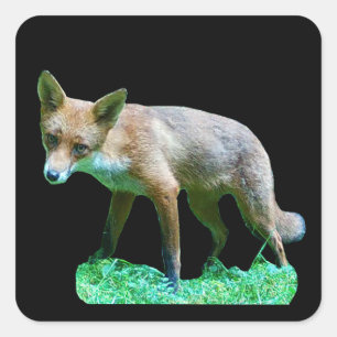 Red Fox Cub Cute Woodland Animal Design Square Sticker
