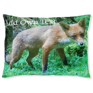 Red Fox Cub 