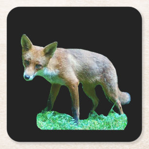 Red Fox Cub Woodland Wildlife Forest Scene Cute Square Paper Coaster