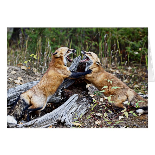 Red Fox - Fight (Front Horizontal)