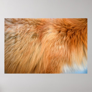 Red fox fur texture poster